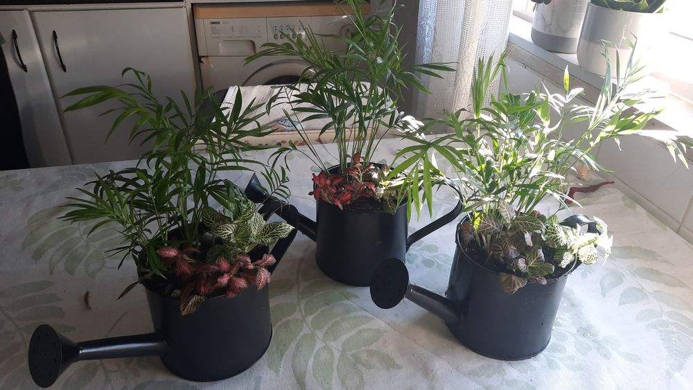 Arranjos de olantas varios