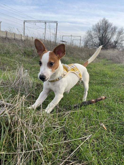 Джек-рассел-терьер