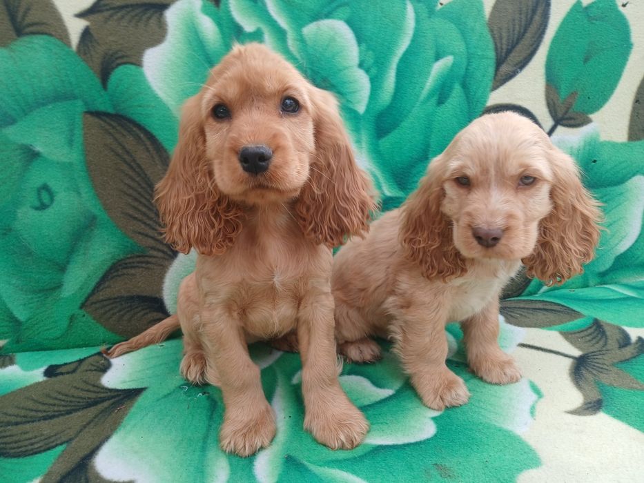 Suczka cocker spaniel ruda szczeniak