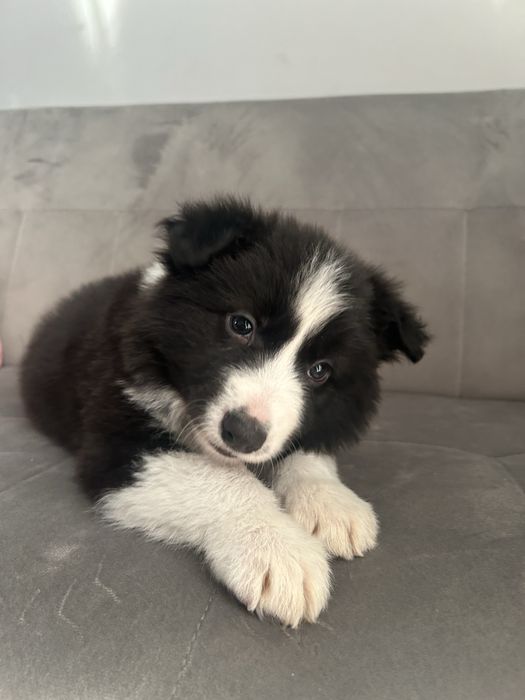 Suczka Border Collie  czarno-biała