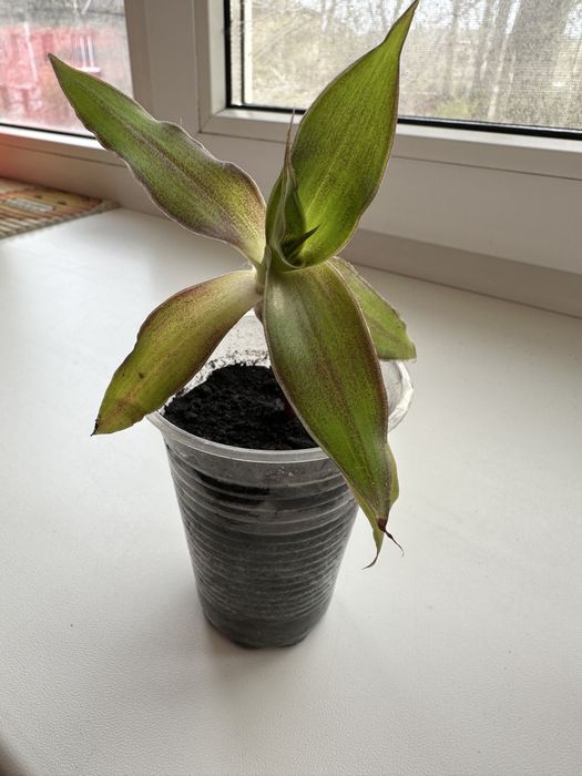 Продам отростки цветка «Золотой Ус»