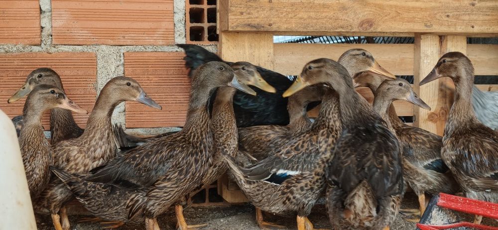 Patos Reais 2026
