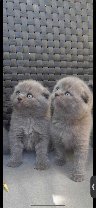 scottish fold/straight a sair