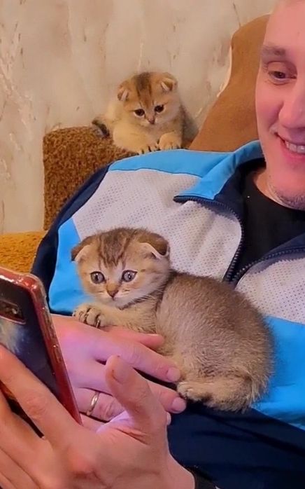 Вислоухие котята девочки и мальчики