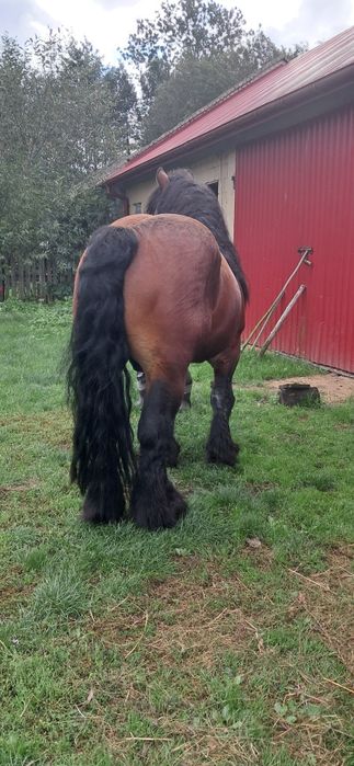 Sprzedam Ogier Zimnokrwistego