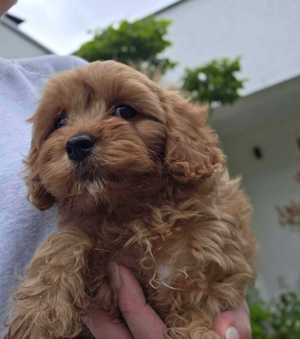 Cavapoo chłopczyk