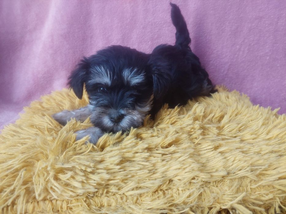 Sznaucer Miniaturowy Pies szczeniak