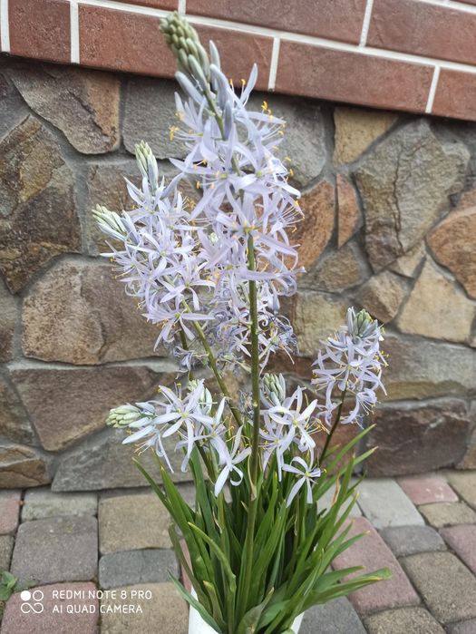 Камасія- оригінальна, ніжна рослинка