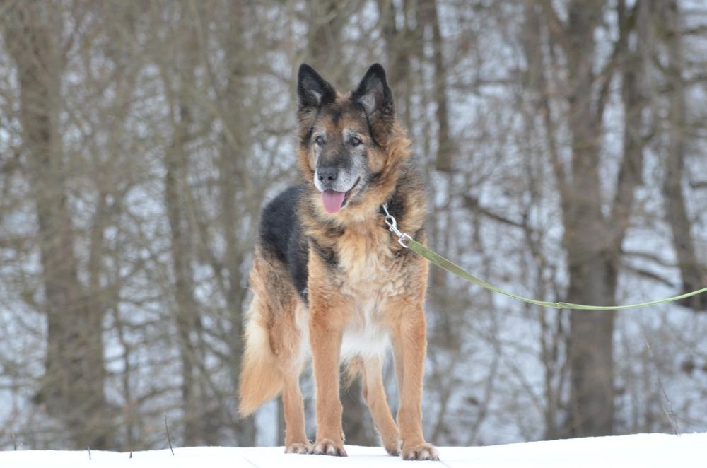 Fonos- owczarek niemiecki do adopcji