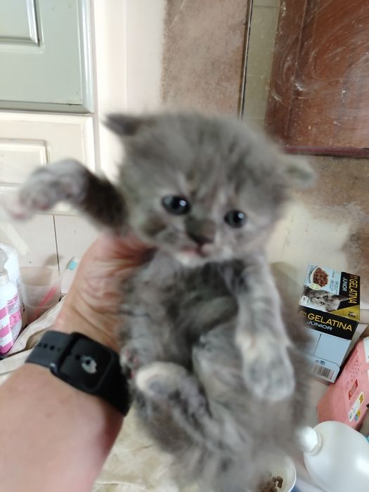 Lindíssima  menina persa blue