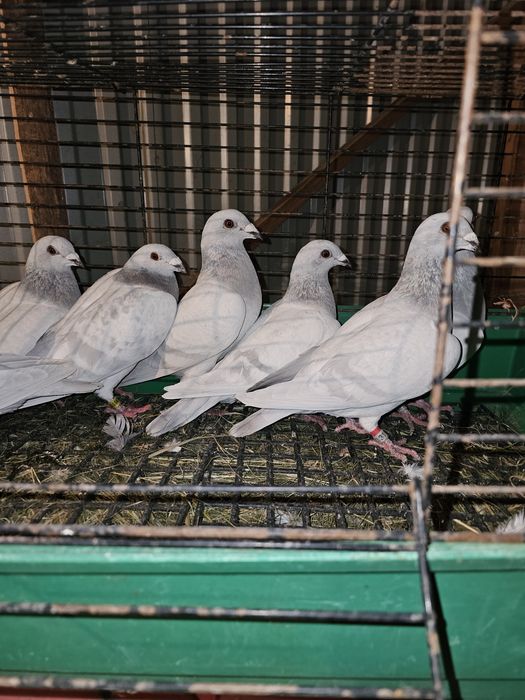 Sprzedam gołębie