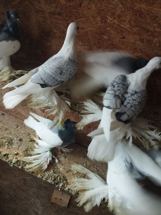 Lot, cepelki, murzyny kosmate, wiedeńskie, saksońskie, bociany, ptaki