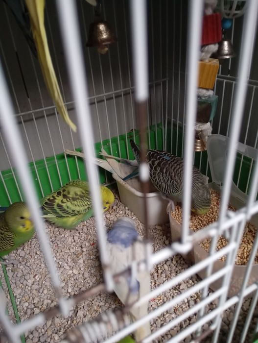 Periquitos Australianos