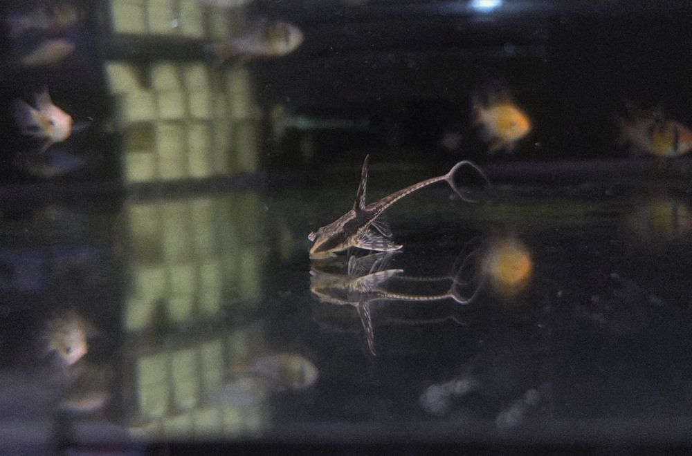 Sturisoma aureum