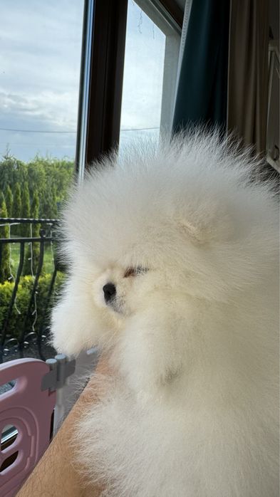 Предлагается к продаже очаровательный щенок померанского шпица