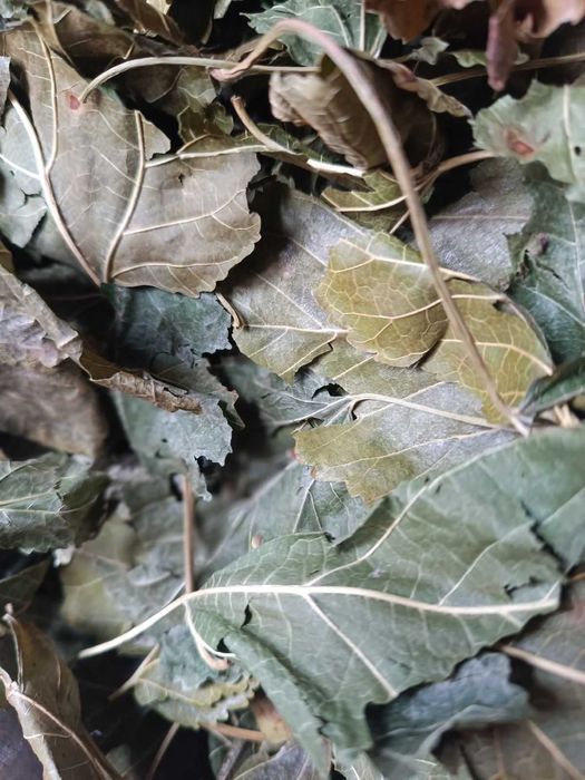 Пропоную на продаж листя шовковиці