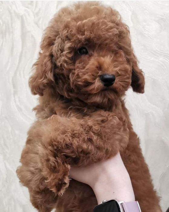 Той пудель Ватсон