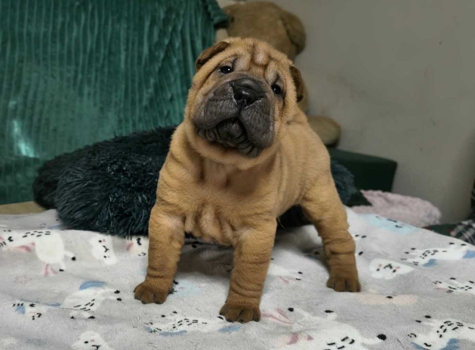 piękny czerwony samiec shar-pei hodowla "Quare Non FCI" ZKwP/FCI