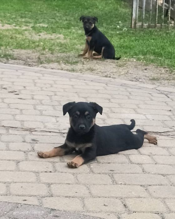 Oddam za darmo pieski