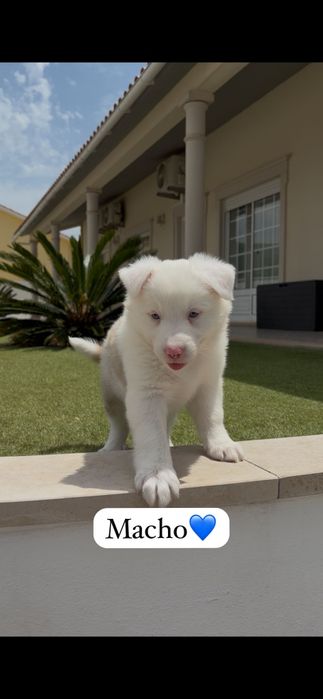 Border collie macho