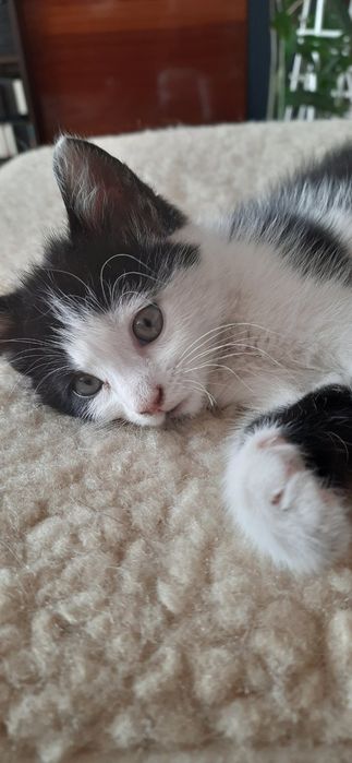 Котик, кошення, безкоштовно