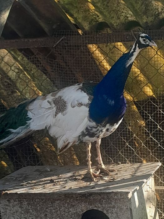 Pavões arlequim maicho adulto ,femias adulta