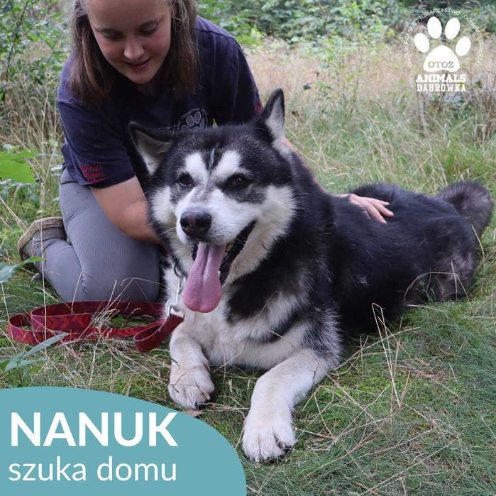 Nanuk szuka domu!