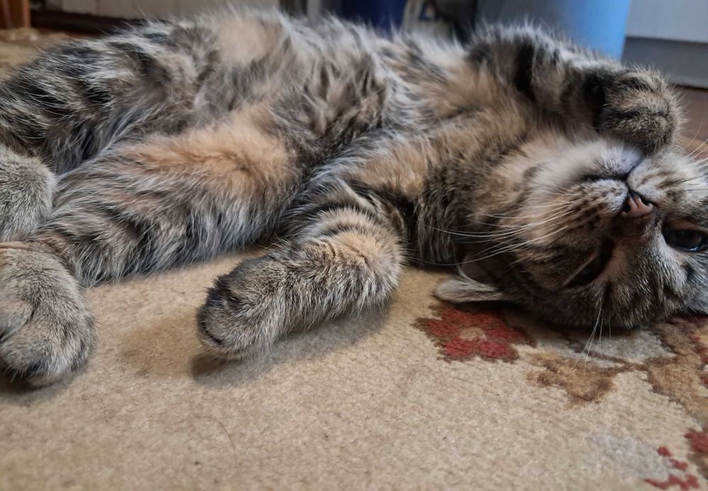 Подарую кошеня 10 міс.Дівчинка.