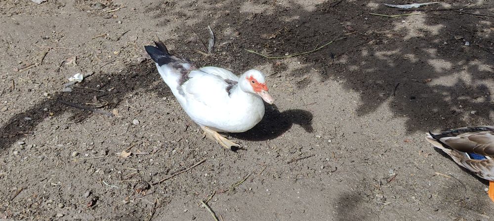 Vendo casal de patos mudos