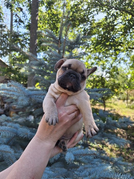 Цуценята французького бульдога