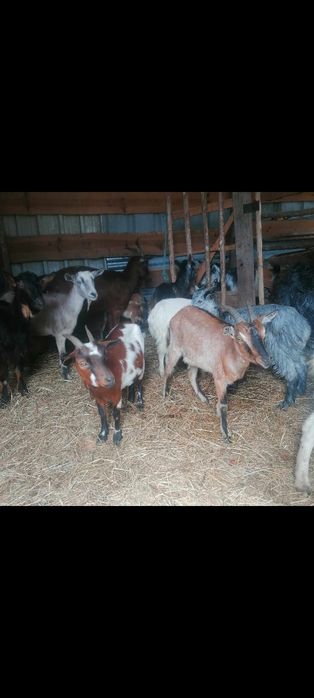Cabras cabritos ovelhas e borregos para venda