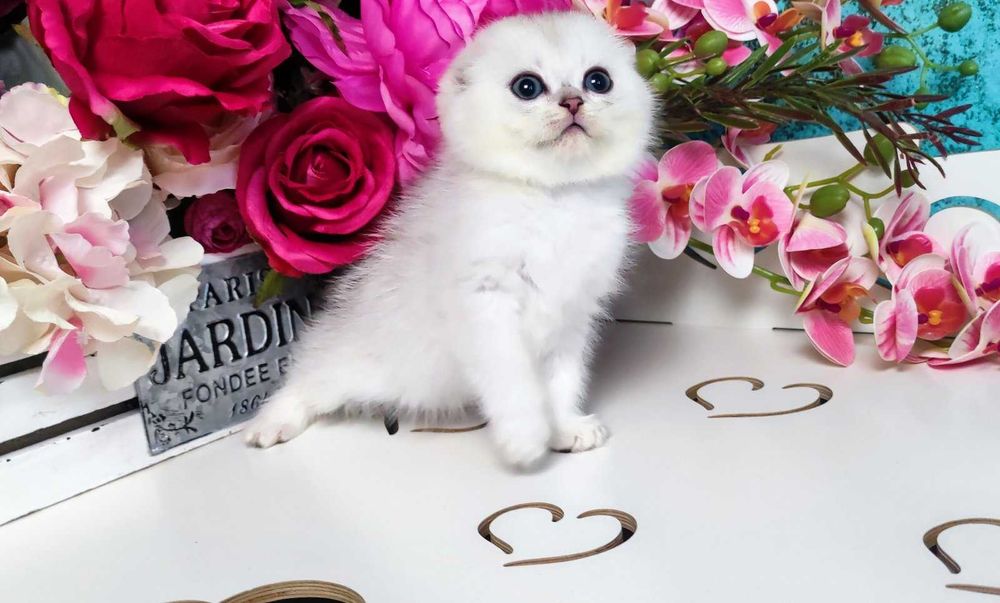 Шотландський висловухий Срібляста шиншила хлопчик Унікум