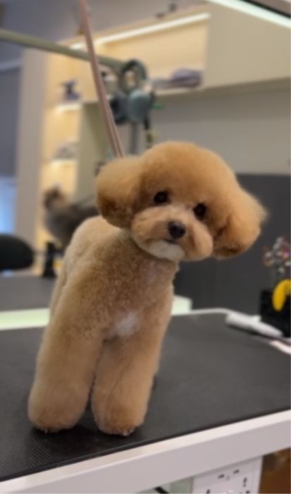 Шукаємо подружку для нашого красунчика мальтипу ф2