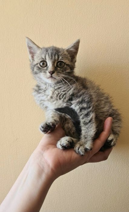 Кошенятка дівчатка  в добрі руки
