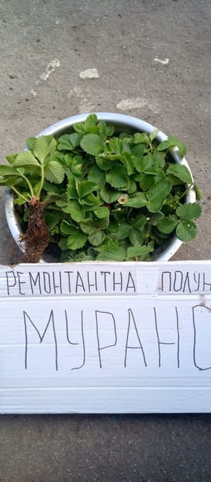 Саджанці ремонтантної полуниці Мурано