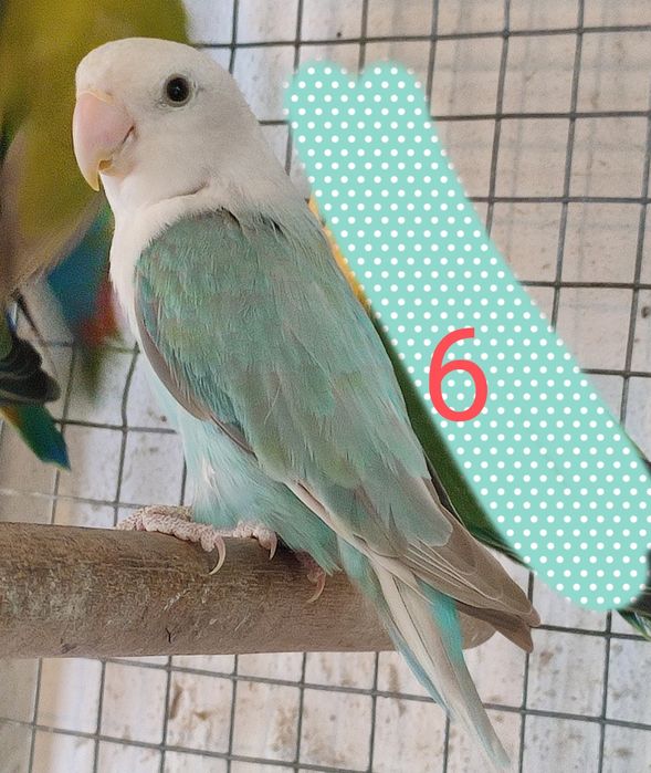 Aves Roseicollis adultos