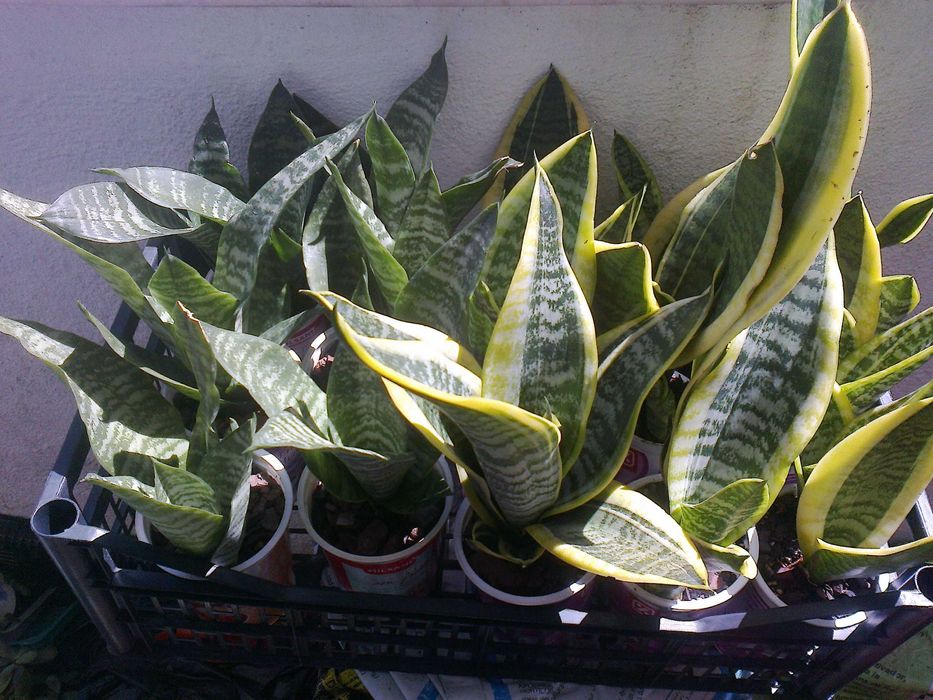 Espadas de São Jorge (planta natural)