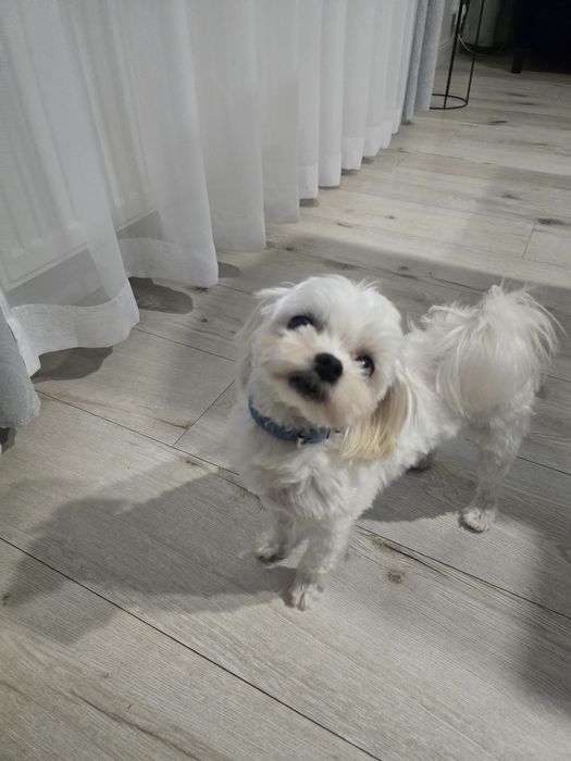 Maltańczyk - reproduktor