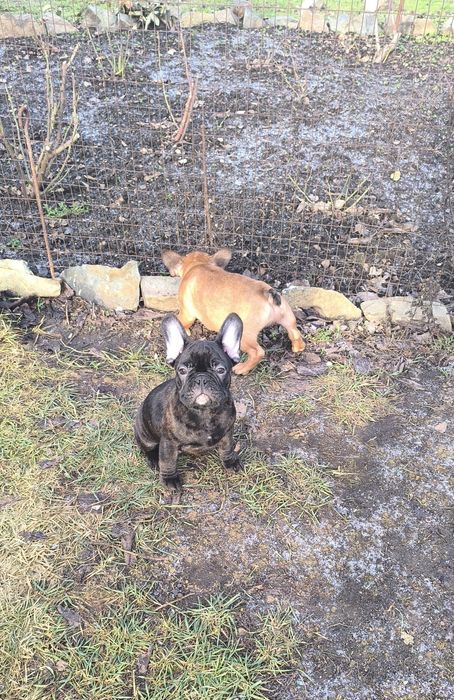 Дівчинка та хлопчик.