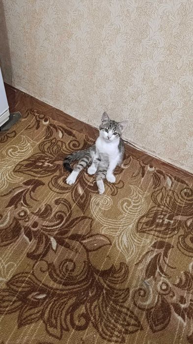 Отдаю даром хороших котят