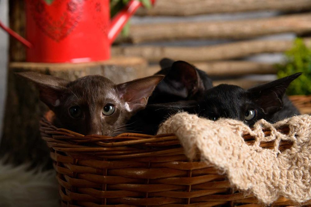 Ориентал, котята шоко и черные