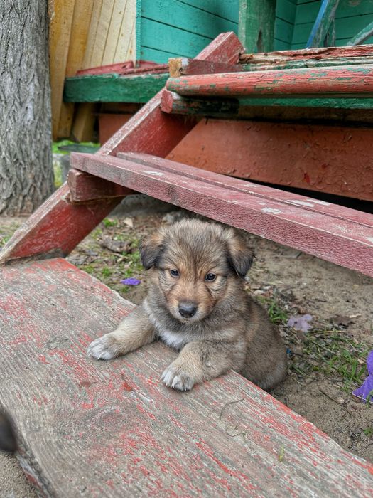БЕЗКОШТОВНО. Віддамо в добрі руки цуценят