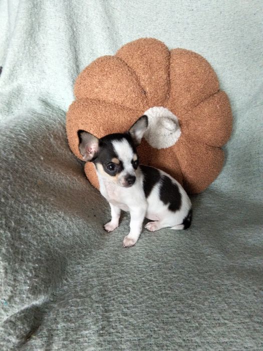 Chihuahua  malutka sunia