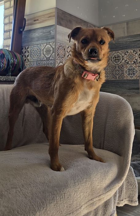 2 letni 10kg samiec do adopcji