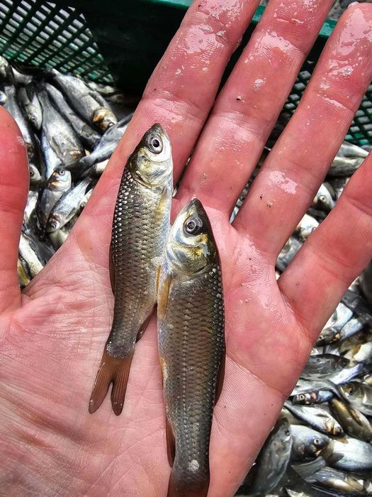 Продам малька Амура, карпа, лина, та іншіх риб