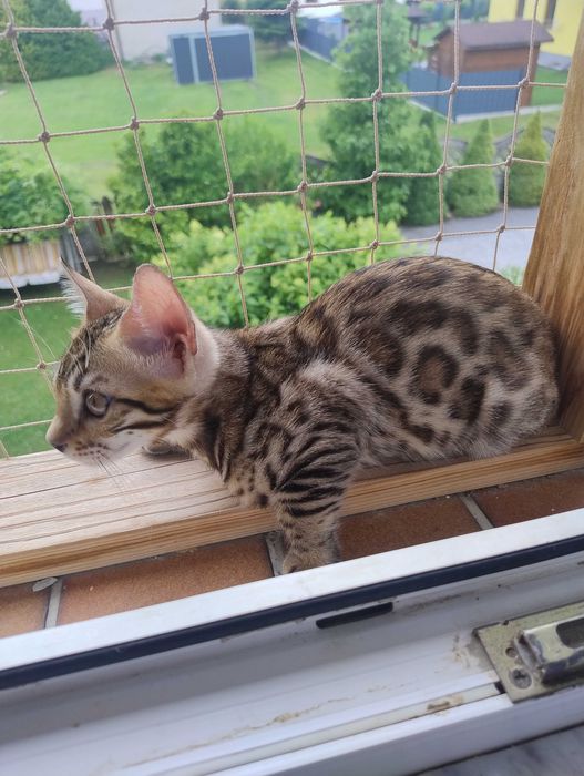 Kocurek  bengalska