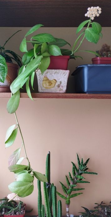 Продам сукулент Hoya obscura