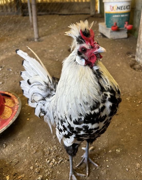 Garnizo appenzeller spitzhauben
