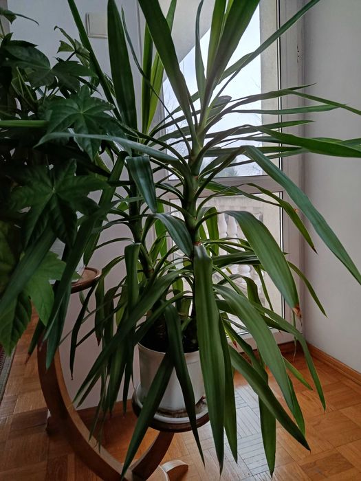 Yuka dracena duża roślina mega