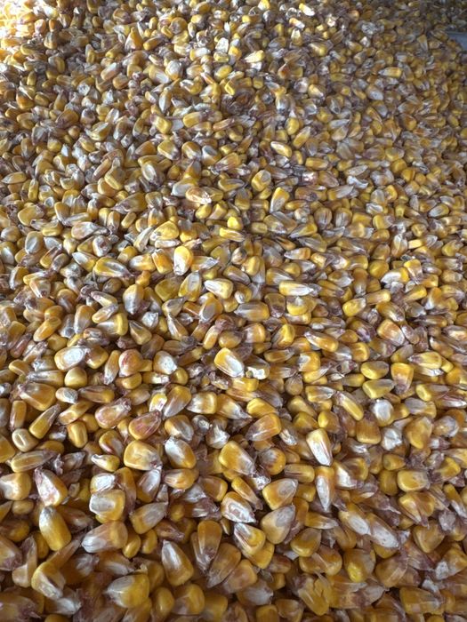 Kukurydza sucha, Pszenica, Owies, Jęczmień